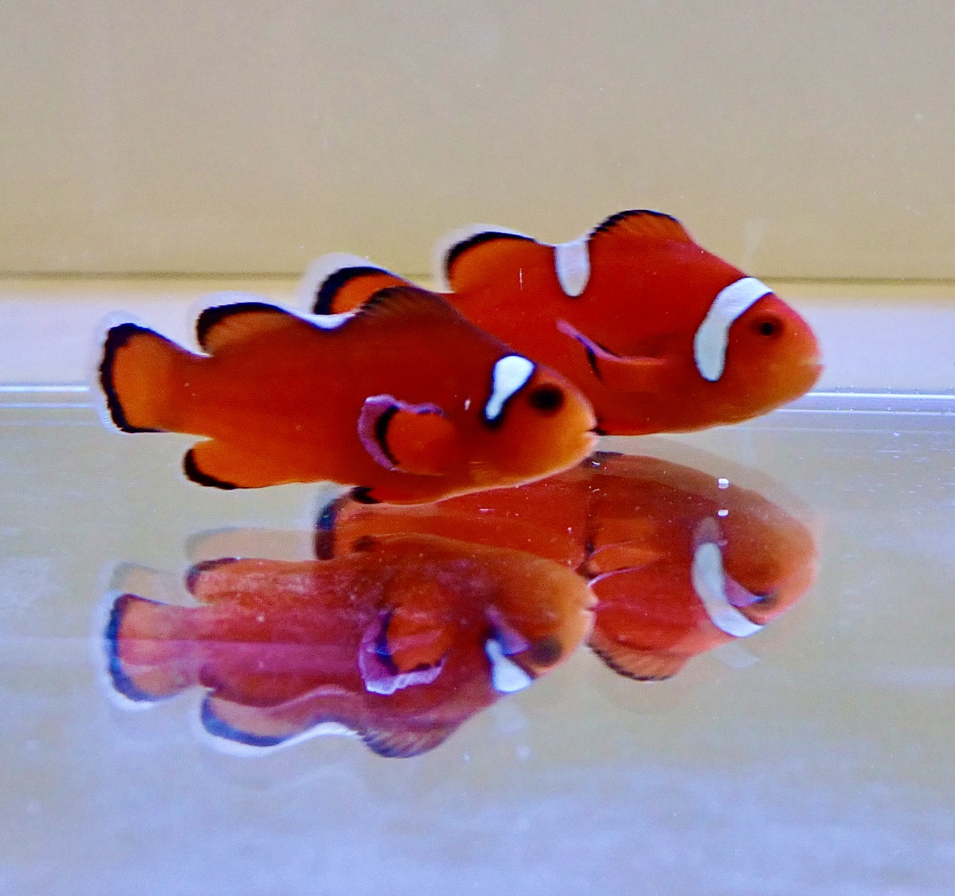 Amphirion ocellaris naked White Dot par (reef safe)