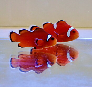 Amphirion ocellaris naked White Dot pair (reef safe)