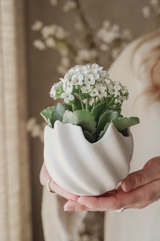 Bowl/Lantern Shell Large - Majas Cottage - 3