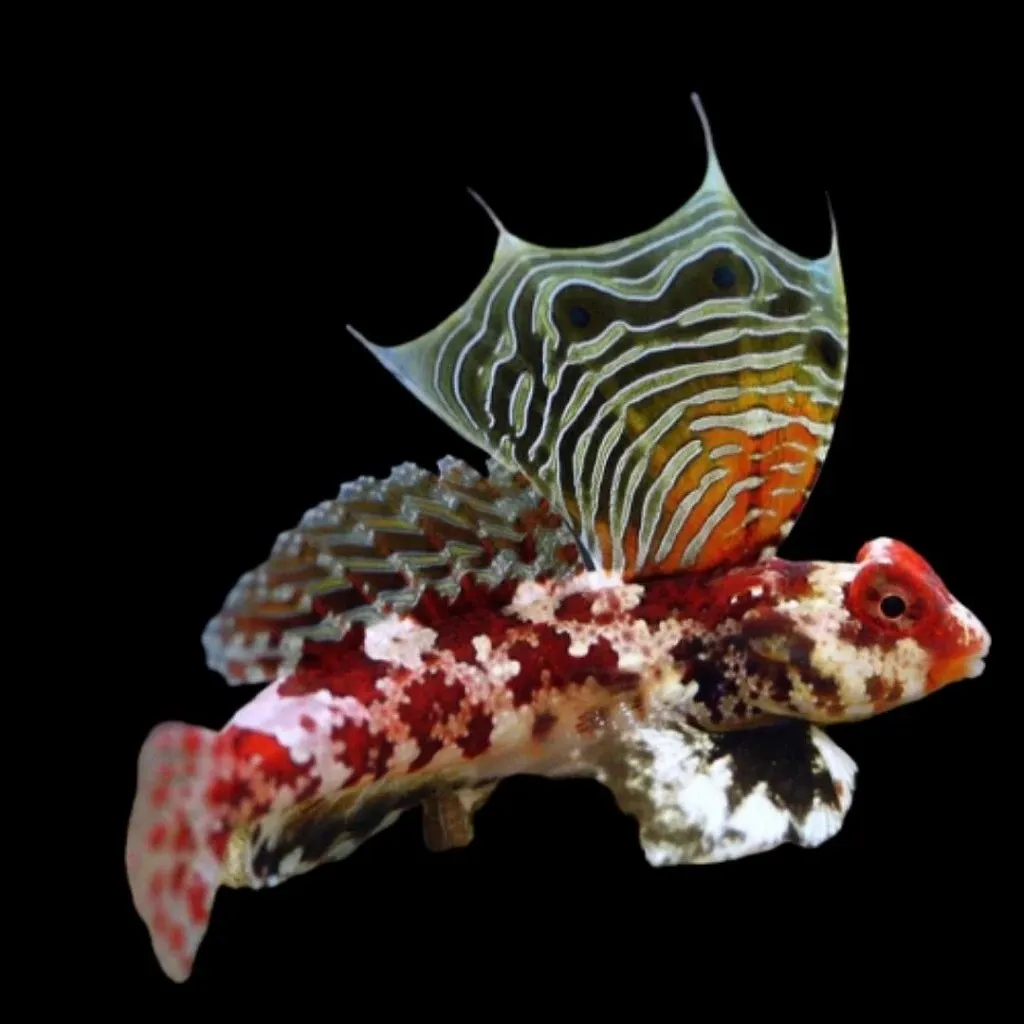 synchiropus marmoratus (reef safe)