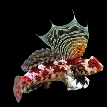 synchiropus marmoratus  (reef safe)