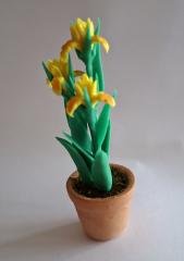 Iris i kruka gul