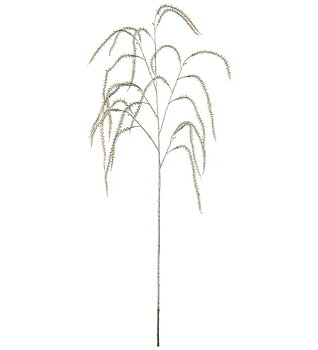 Amaranthus 95 cm