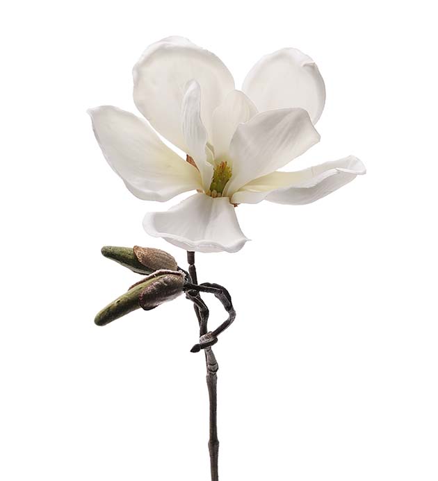 Magnolia vit 30 cm