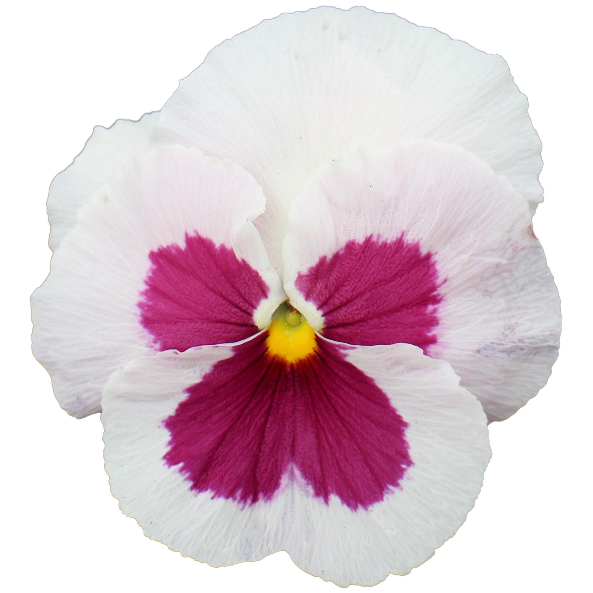 Pense Premier White With Rose Blotch 8 frö