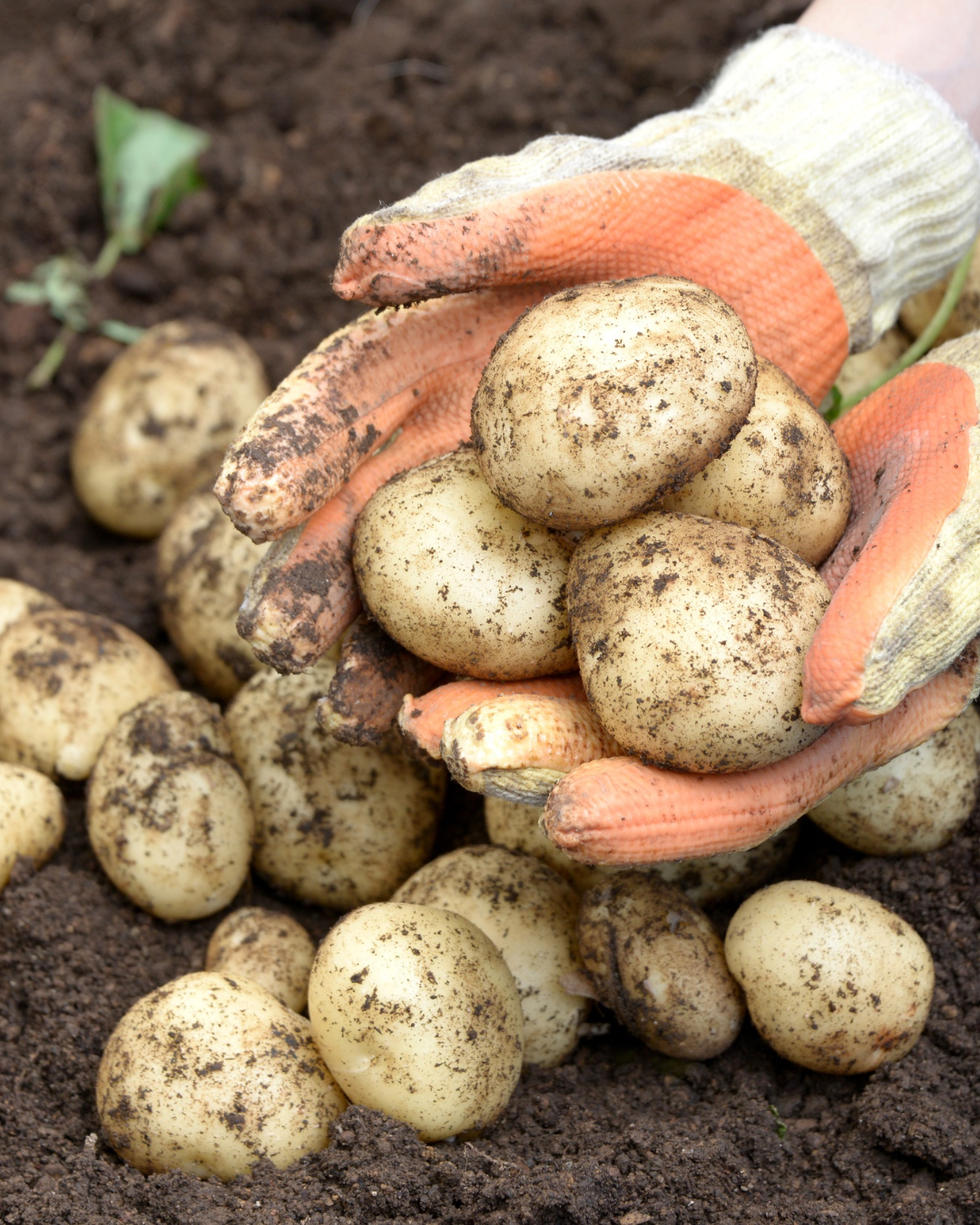 Sättpotatis - Primabelle 2kg