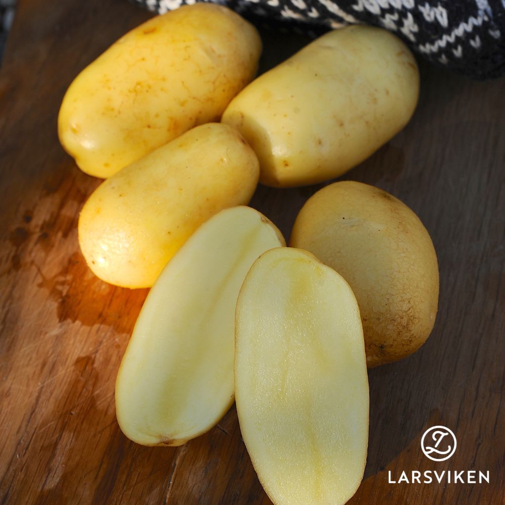 Sättpotatis - Ditta 1kg