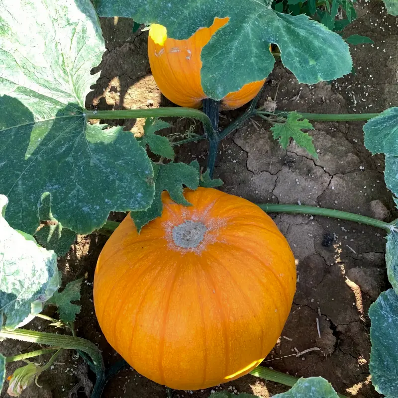 Halloweenpumpa 'Connecticut Field'