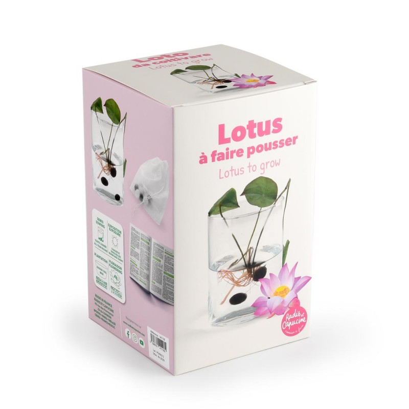 Lotus odla din egen - 3