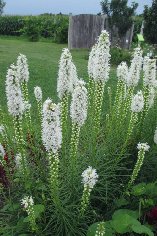 5886  Liatris spicata Alba   I  Svenskt namn  : Rosenstav  I  Krukstorlek   : 11c  I  Förväntad Höjd  :  60 cm  I  Blomningstid :  juli-aug - 2