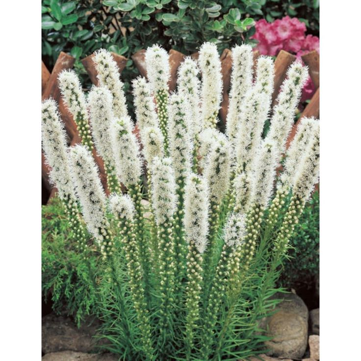 5886  Liatris spicata Alba   I  Svenskt namn  : Rosenstav  I  Krukstorlek   : 11c  I  Förväntad Höjd  :  60 cm  I  Blomningstid :  juli-aug - 3