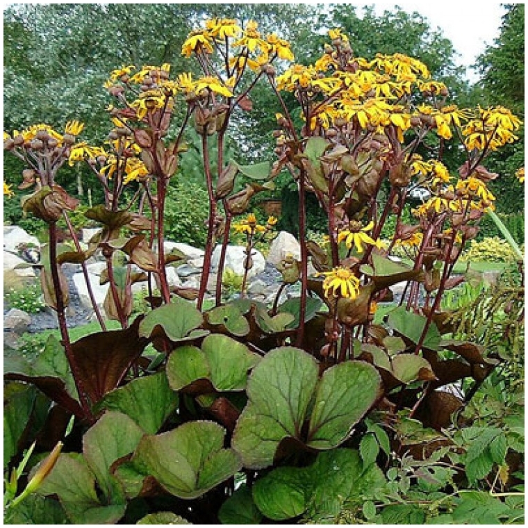 5919  Ligularia dentata  Desdemona  I  Svenskt namn  :Klippstånds  I  Krukstorlek   : SQ1  I  Förväntad Höjd  :  100 cm  I  Blomningstid :  juli-aug - 2
