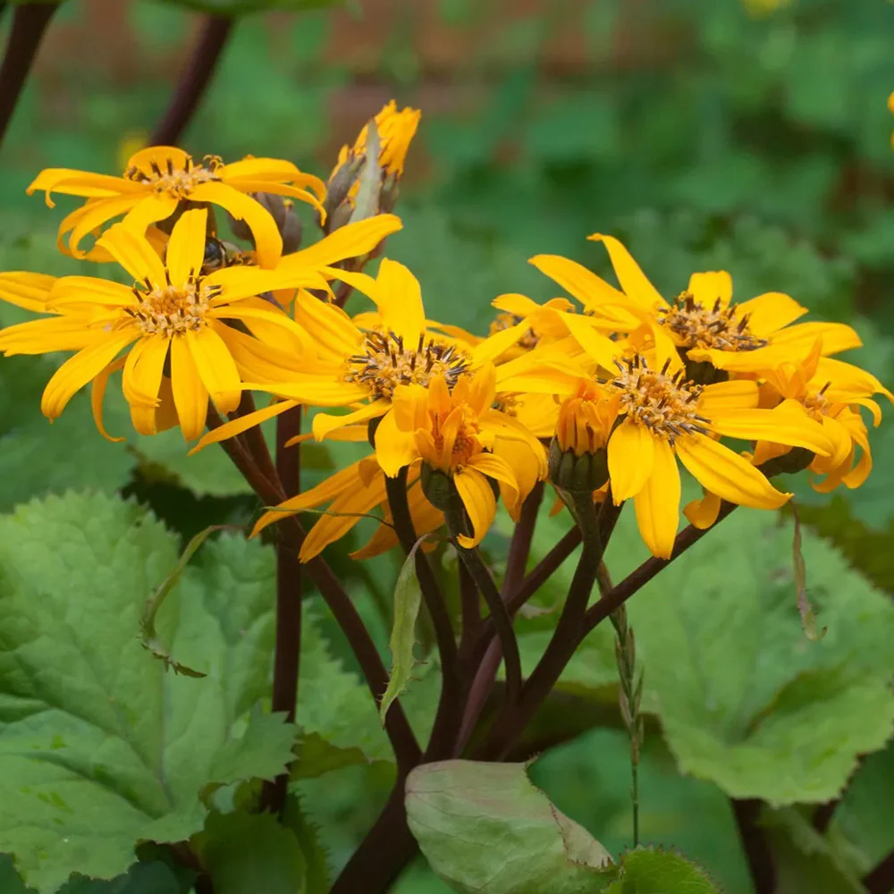 5919  Ligularia dentata  Desdemona  I  Svenskt namn  :Klippstånds  I  Krukstorlek   : SQ1  I  Förväntad Höjd  :  100 cm  I  Blomningstid :  juli-aug - 3