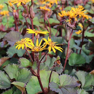 5919  Ligularia dentata  Desdemona  I  Svenskt namn  :Klippstånds  I  Krukstorlek   : SQ1  I  Förväntad Höjd  :  100 cm  I  Blomningstid :  juli-aug