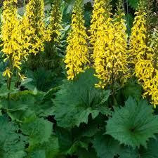 5941  Ligularia stenocephala  The Rocket  I  Svenskt namn  :Mörk gullstav  I  Krukstorlek   : SQ1  I  Förväntad Höjd  :  150 cm  I  Blomningstid :  juli-aug - 3