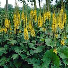 5941  Ligularia stenocephala  The Rocket  I  Svenskt namn  :Mörk gullstav  I  Krukstorlek   : SQ1  I  Förväntad Höjd  :  150 cm  I  Blomningstid :  juli-aug - 2