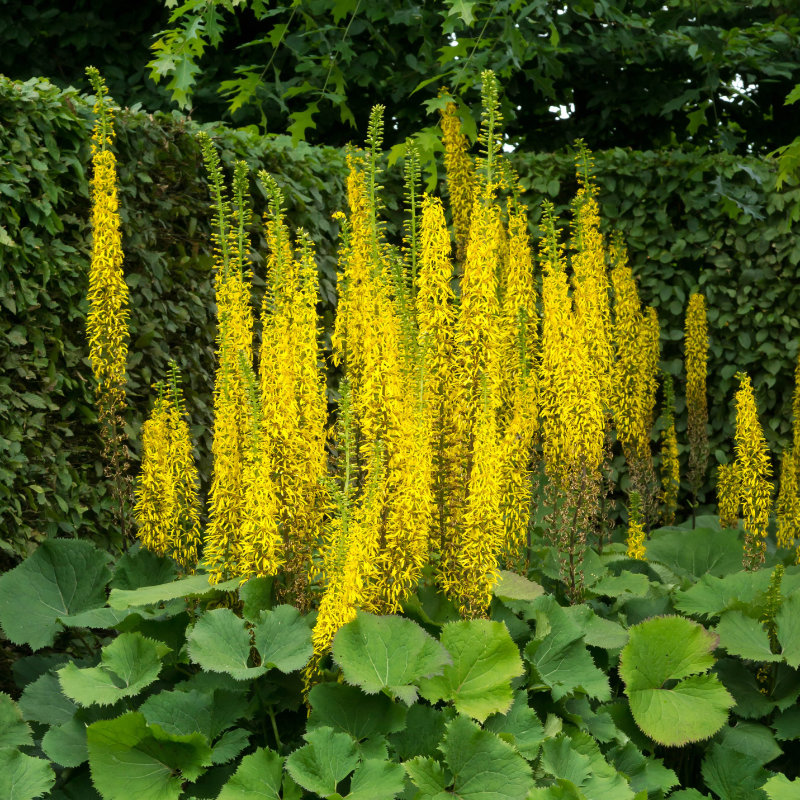 5941  Ligularia stenocephala  The Rocket  I  Svenskt namn  :Mörk gullstav  I  Krukstorlek   : SQ1  I  Förväntad Höjd  :  150 cm  I  Blomningstid :  juli-aug