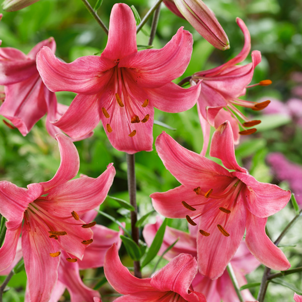 5951  Lilium  Pink Flight  I  Svenskt namn  :Hybridlilja  I  Krukstorlek   : SQ1  I  Förväntad Höjd  :  100 cm  I  Blomningstid :  juli