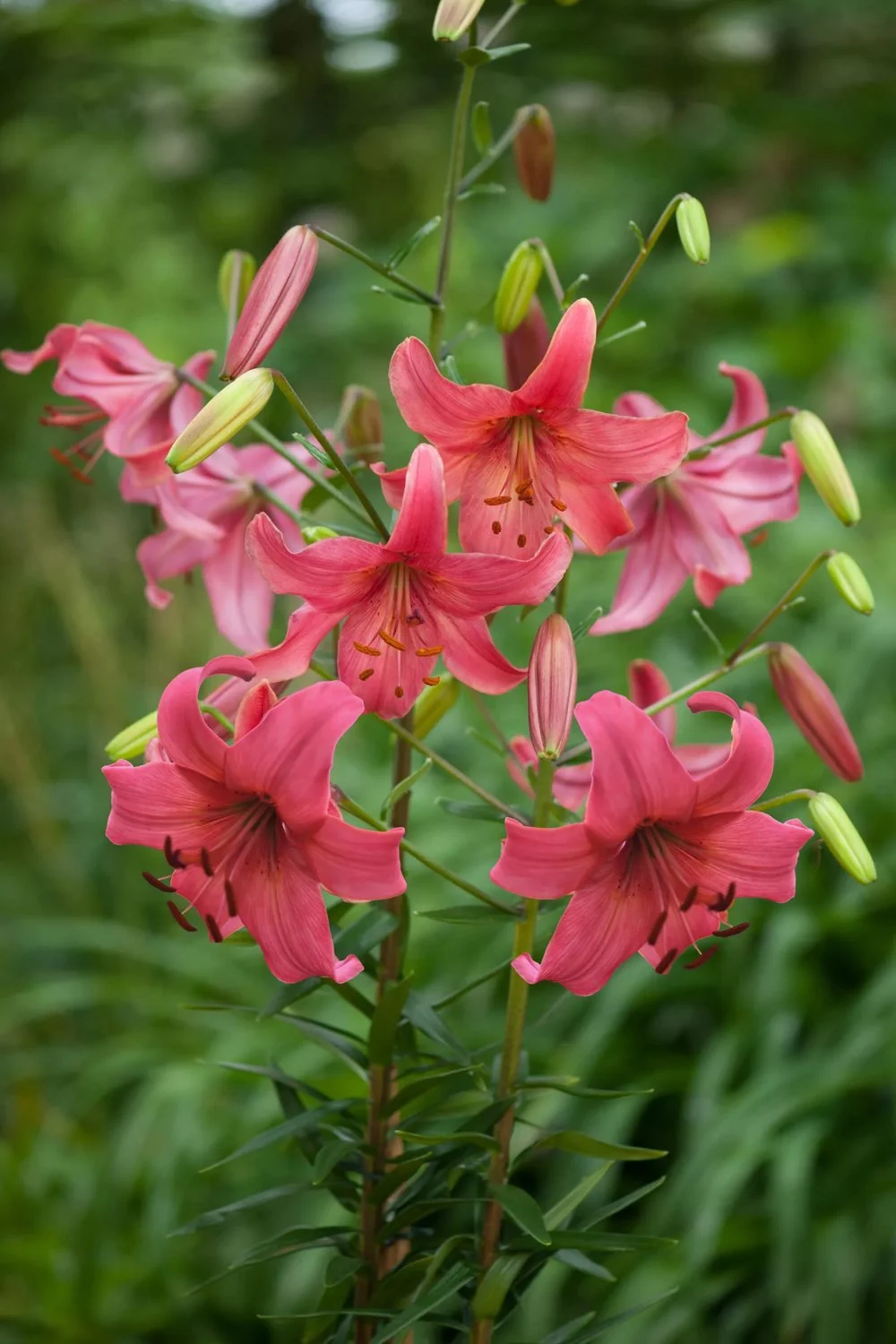 5951  Lilium  Pink Flight  I  Svenskt namn  :Hybridlilja  I  Krukstorlek   : SQ1  I  Förväntad Höjd  :  100 cm  I  Blomningstid :  juli - 2