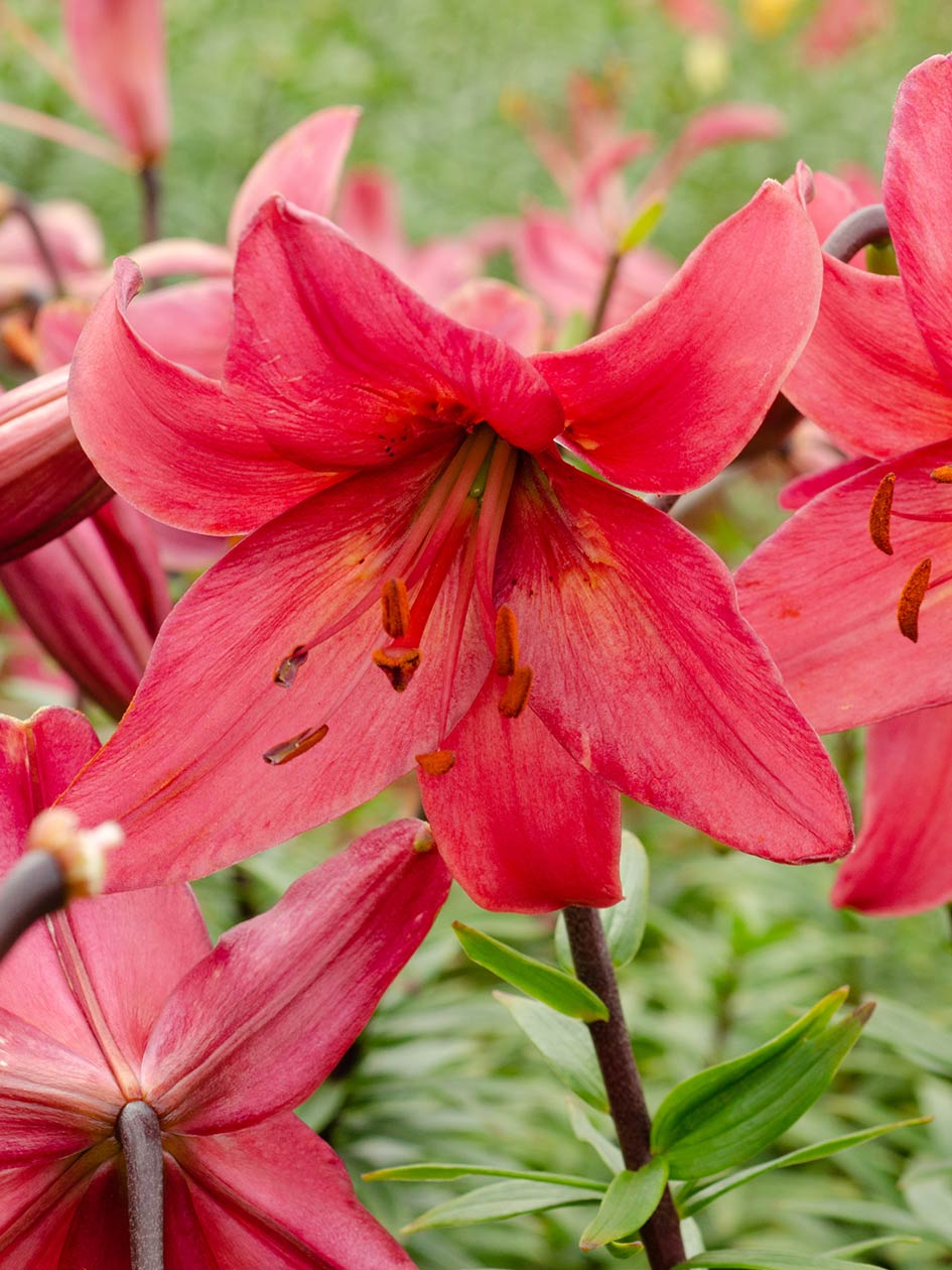 5951  Lilium  Pink Flight  I  Svenskt namn  :Hybridlilja  I  Krukstorlek   : SQ1  I  Förväntad Höjd  :  100 cm  I  Blomningstid :  juli - 3