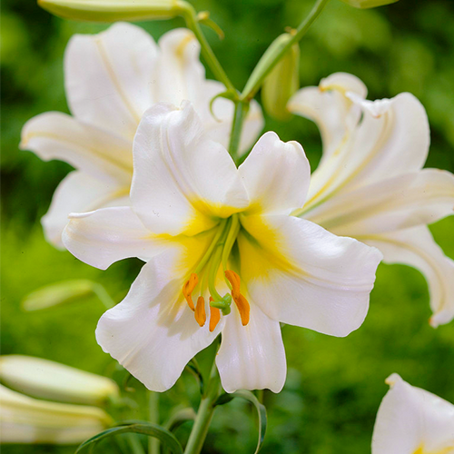 5995  Lilium regale Album  I  Svenskt namn  :Kungslilja  I  Krukstorlek   : SQ1  I  Förväntad Höjd  :  90 cm  I  Blomningstid :  juli-aug