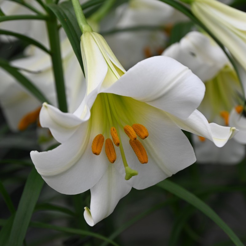 5995  Lilium regale Album  I  Svenskt namn  :Kungslilja  I  Krukstorlek   : SQ1  I  Förväntad Höjd  :  90 cm  I  Blomningstid :  juli-aug - 2