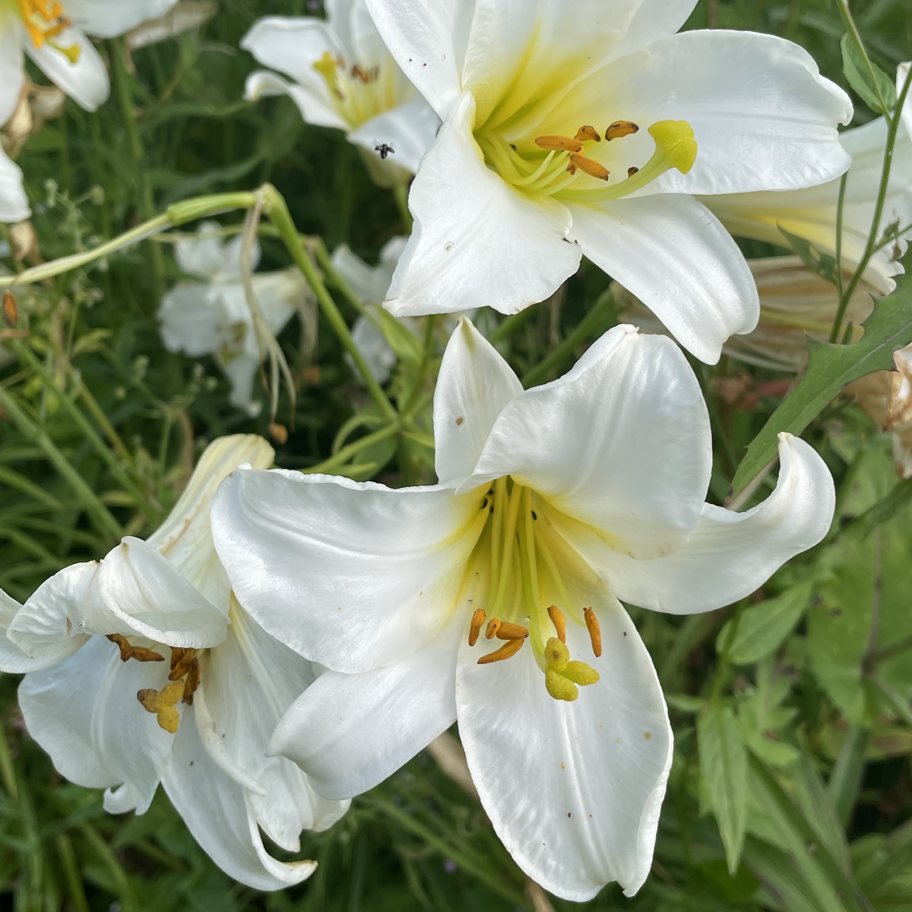5995  Lilium regale Album  I  Svenskt namn  :Kungslilja  I  Krukstorlek   : SQ1  I  Förväntad Höjd  :  90 cm  I  Blomningstid :  juli-aug - 3