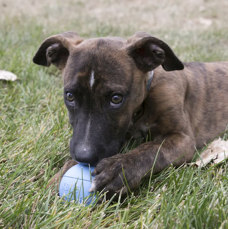 Kong Puppy Ball med hål S 6cm - 4