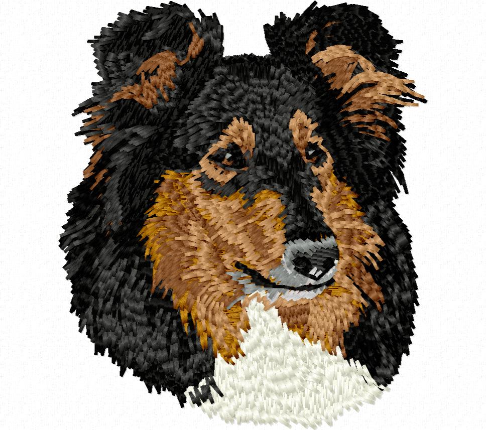 Collie Tricolor