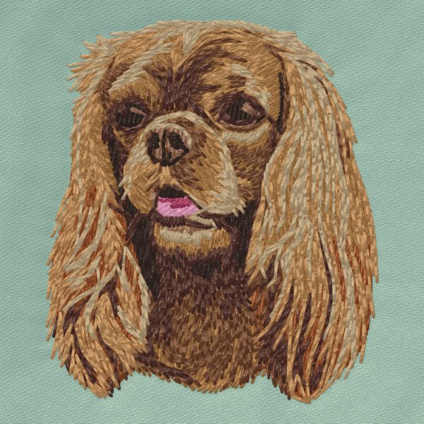 Cavalier King Charles Spaniel brun