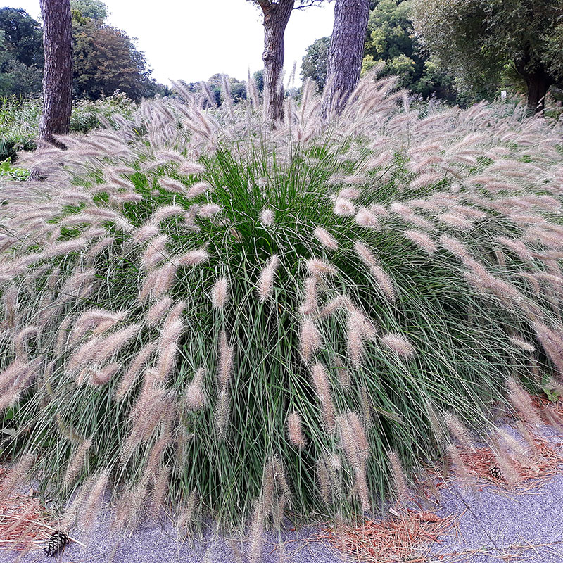 9231  Pennisetum (Cenchrus) alopecuroides Hameln  I  Svenskt namn  :Lampborstgräs  I  Krukstorlek   : SQ1  I  Förväntad Höjd  :  30/50 cm  I  Blomningstid :  aug-sept