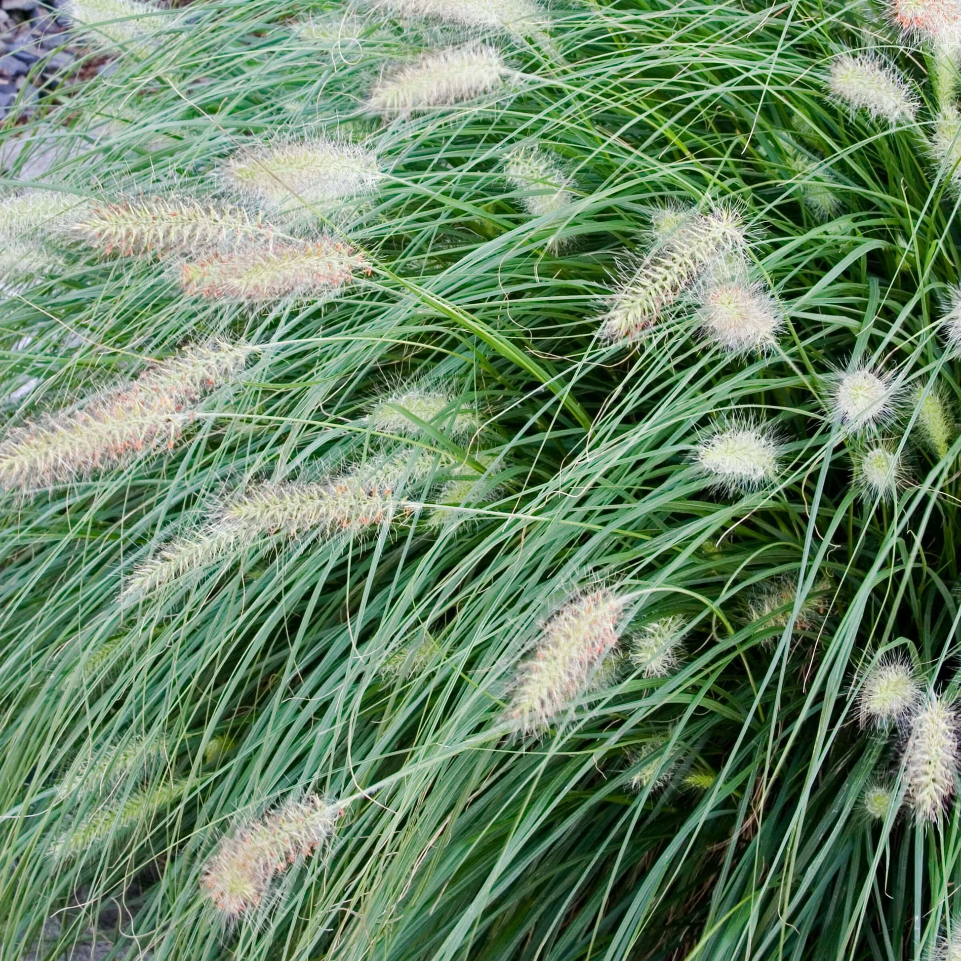 9231  Pennisetum (Cenchrus) alopecuroides Hameln  I  Svenskt namn  :Lampborstgräs  I  Krukstorlek   : SQ1  I  Förväntad Höjd  :  30/50 cm  I  Blomningstid :  aug-sept - 3
