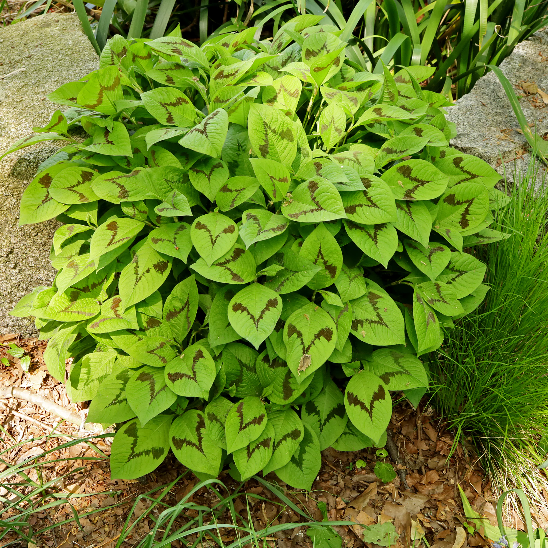 6699  Persicaria filiformis  I  Svenskt namn  :Trådpilört  I  Krukstorlek   : SQ1  I  Förväntad Höjd  :  70 cm  I  Blomningstid :  juli-aug