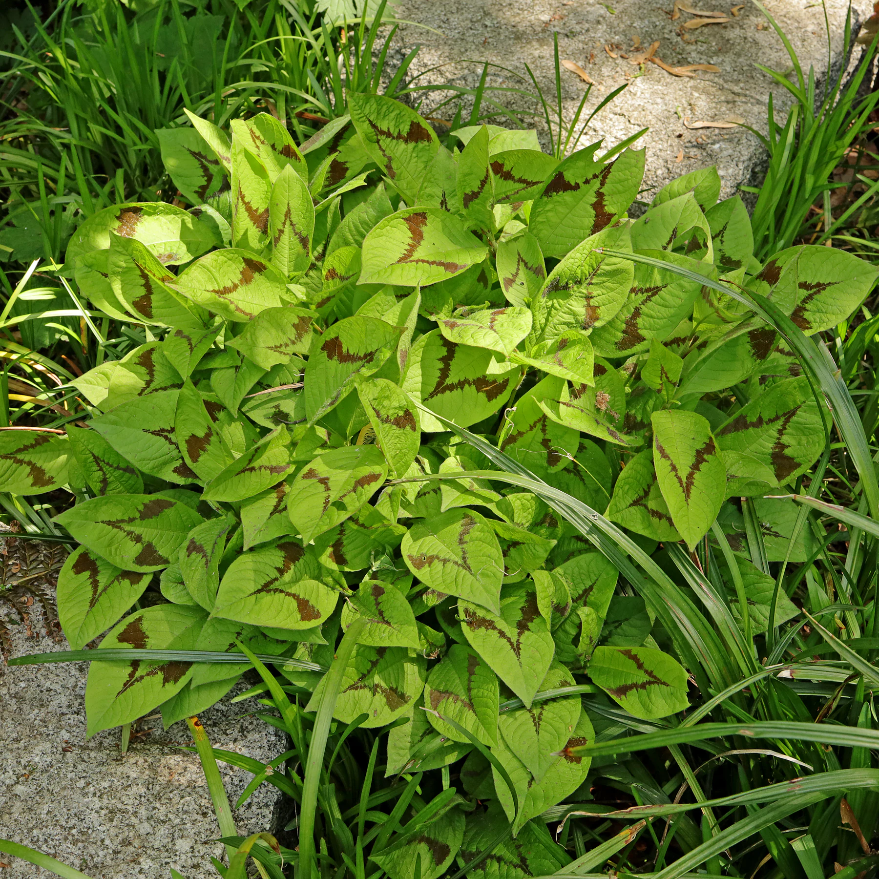 6699  Persicaria filiformis  I  Svenskt namn  :Trådpilört  I  Krukstorlek   : SQ1  I  Förväntad Höjd  :  70 cm  I  Blomningstid :  juli-aug - 3