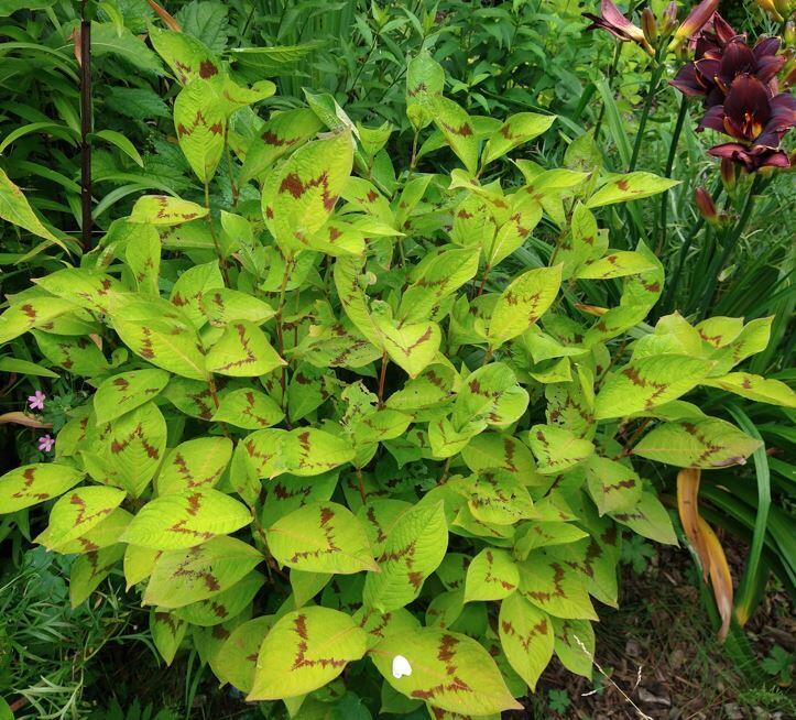 6699  Persicaria filiformis  I  Svenskt namn  :Trådpilört  I  Krukstorlek   : SQ1  I  Förväntad Höjd  :  70 cm  I  Blomningstid :  juli-aug - 2