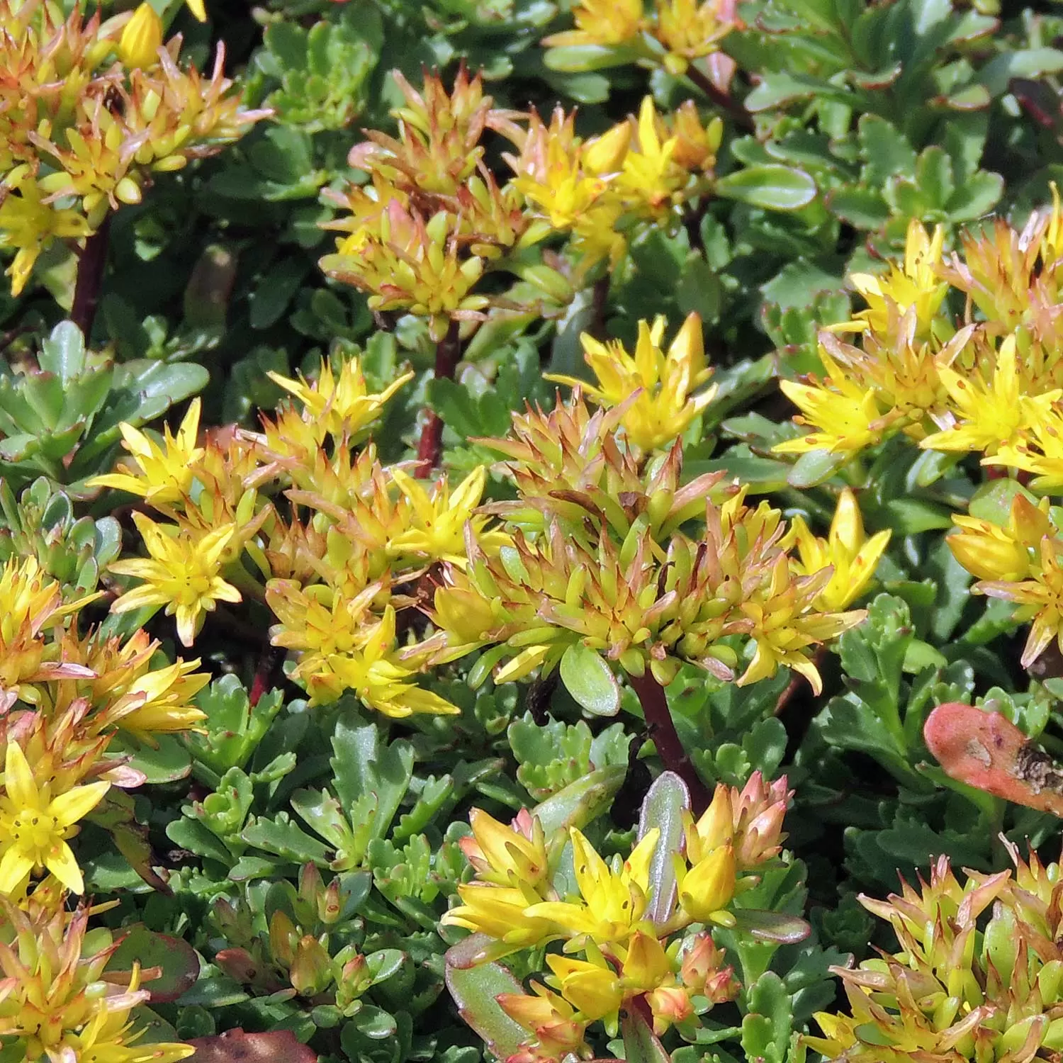 8050  Phedimus floriferus Weihenstephaner Gold  I  Svenskt namn  :Smaragdfetblad  I  Krukstorlek   : 11c  I  Förväntad Höjd  :  15 cm  I  Blomningstid :  juli-aug - 3