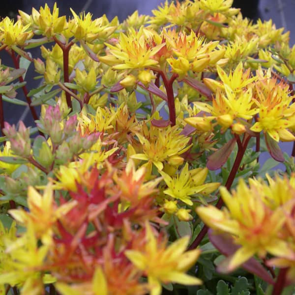 8050  Phedimus floriferus Weihenstephaner Gold  I  Svenskt namn  :Smaragdfetblad  I  Krukstorlek   : 11c  I  Förväntad Höjd  :  15 cm  I  Blomningstid :  juli-aug
