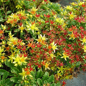 8050  Phedimus floriferus Weihenstephaner Gold  I  Svenskt namn  :Smaragdfetblad  I  Krukstorlek   : 11c  I  Förväntad Höjd  :  15 cm  I  Blomningstid :  juli-aug - 2