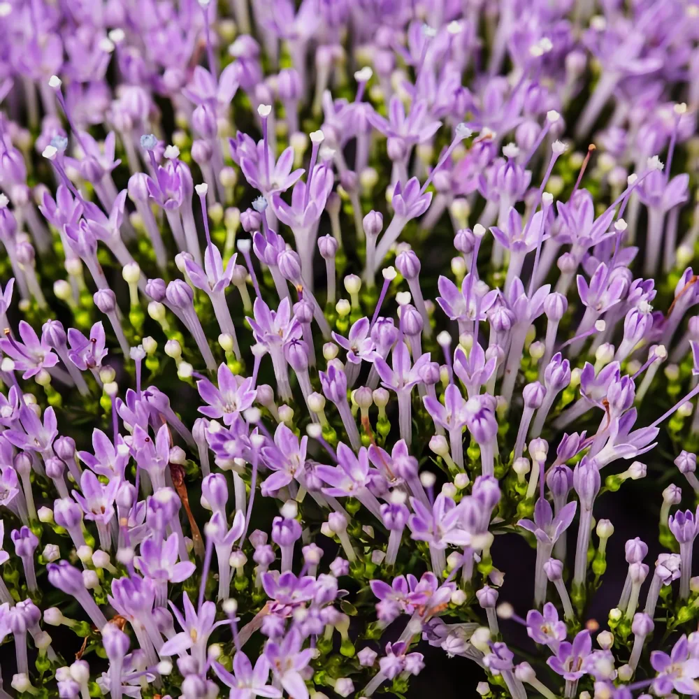 Sommarhalsört 'Supreme Blue' 
