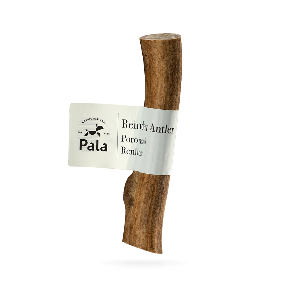 Pala chewing dog of reindeer antlers - 2