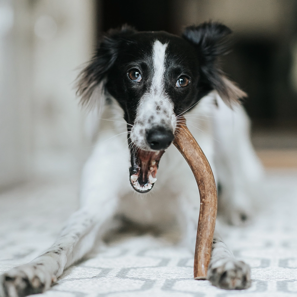Pala chewing dog of reindeer antlers