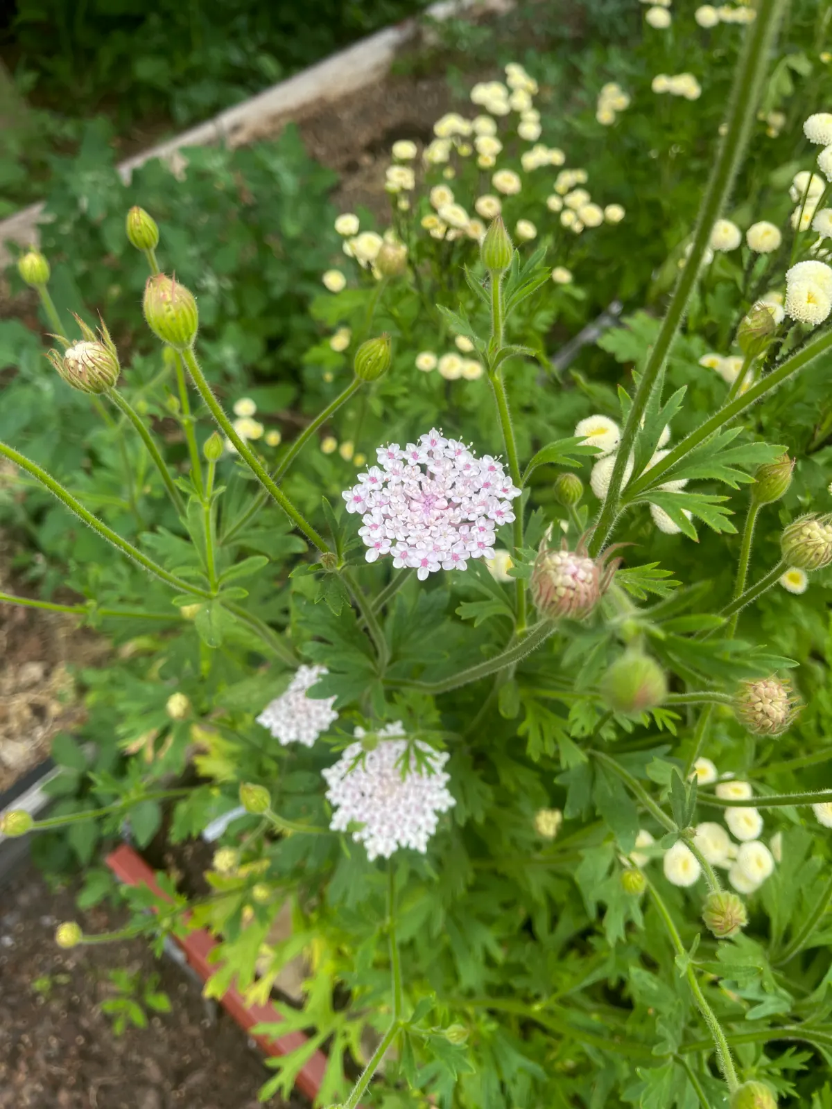 Blåparasoll 'Pink Lace' - 4