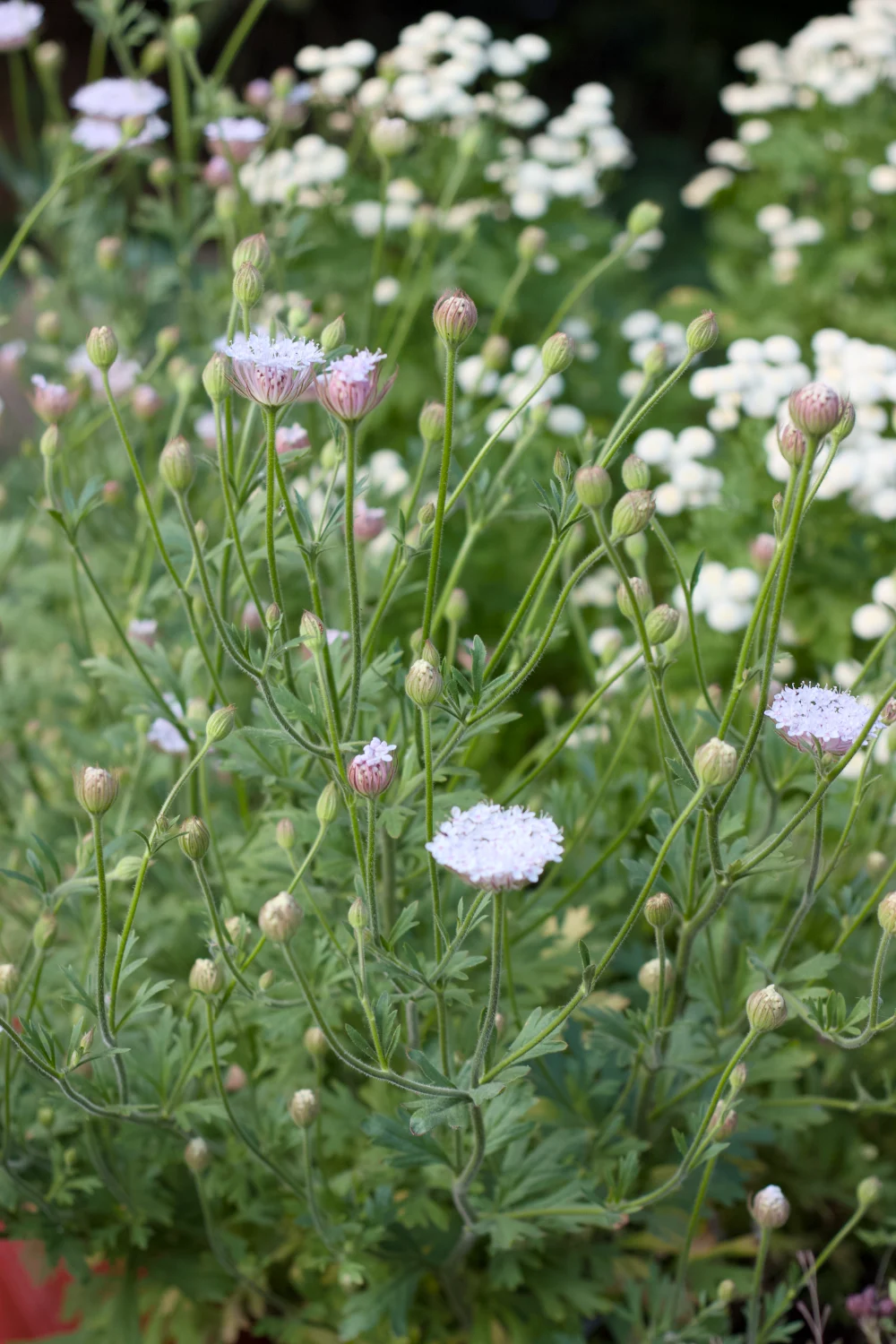 Blåparasoll 'Pink Lace' - 3