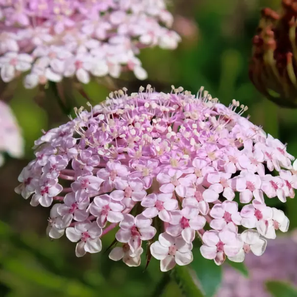 Blåparasoll 'Pink Lace'