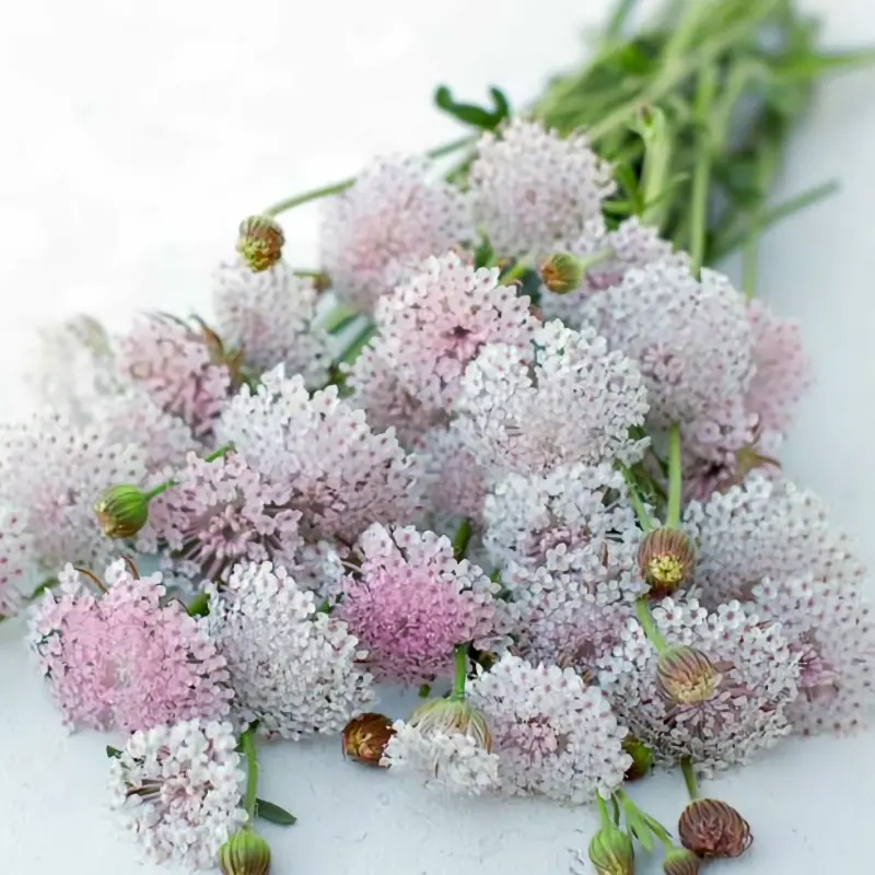 Blåparasoll 'Pink Lace'