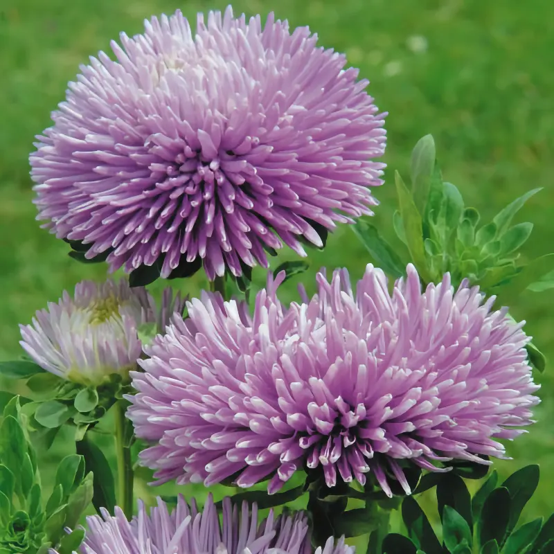Aster 'Gala Lavender'