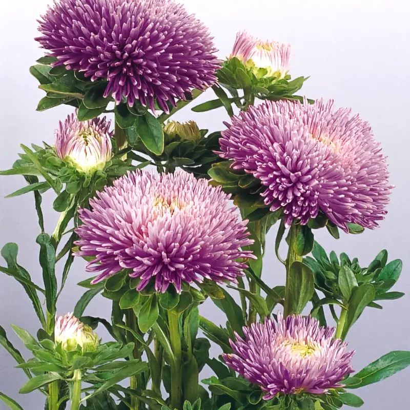 Aster 'Gala Lavender'