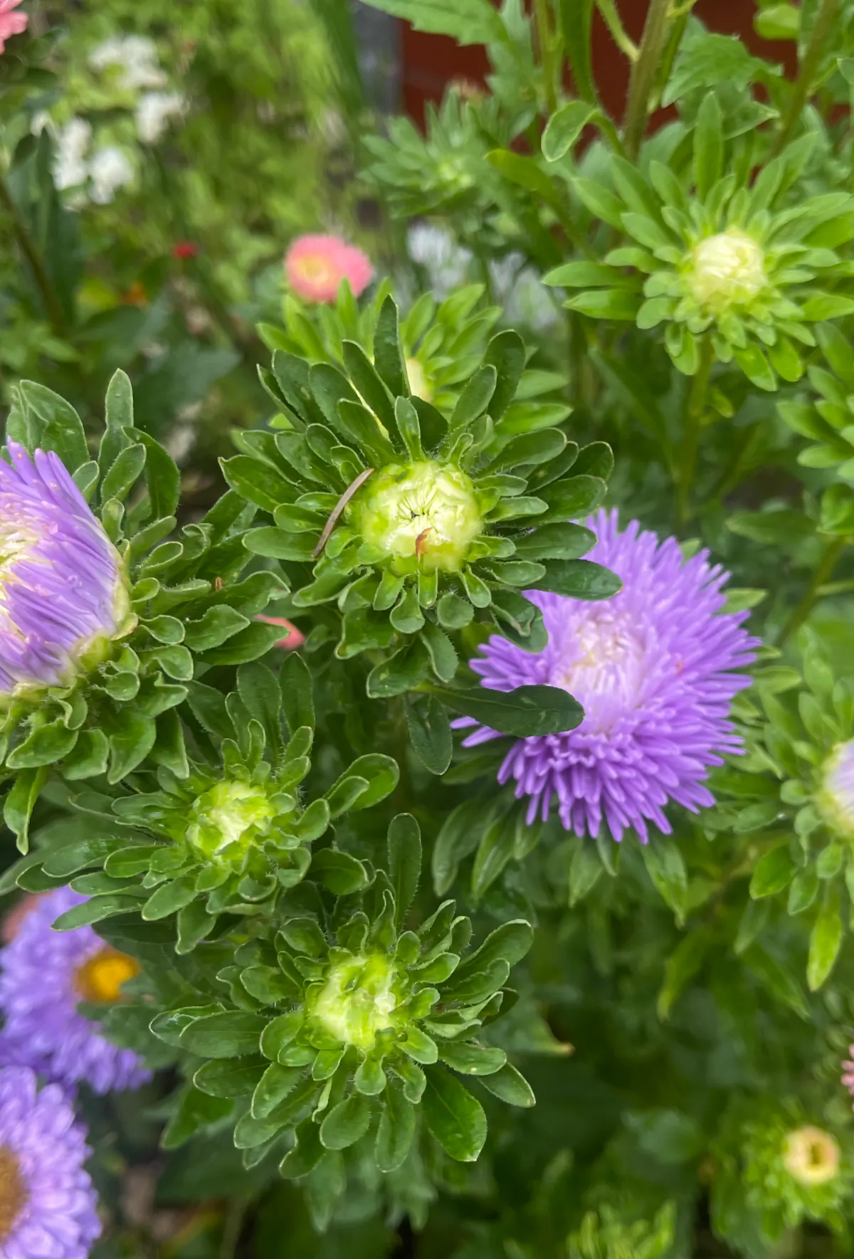 Aster 'Gala Lavender' - 3
