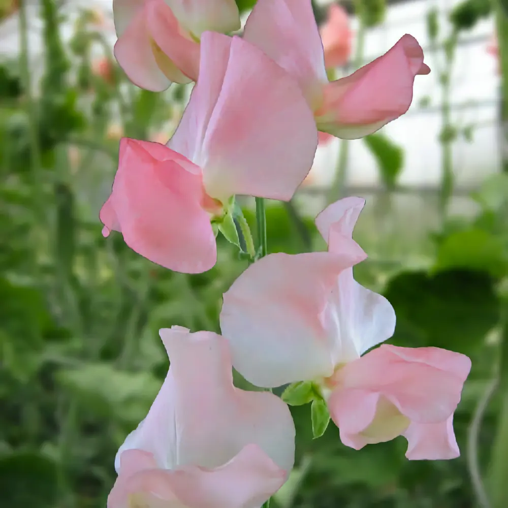 Luktärt 'Spring Sunshine Nancy'