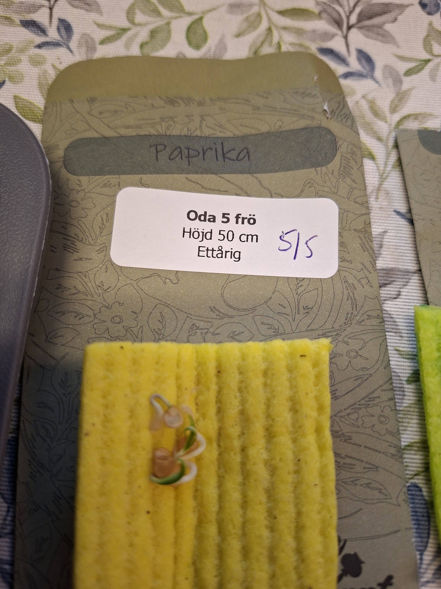 Paprika Oda 5 frö - 2